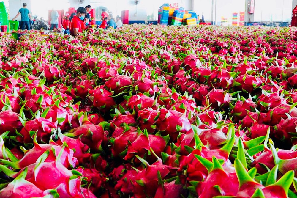 Thanh long Bình Thuận nổi tiếng với chất lượng vượt trội, là loại trái cây lý tưởng để làm quà sau mỗi chuyến đi